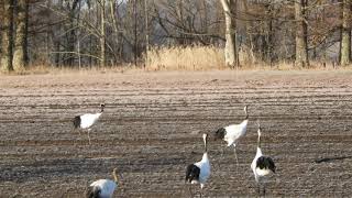 タンチョウの鳴き声