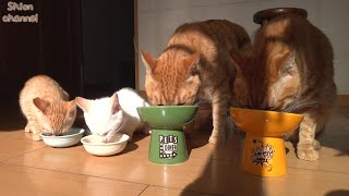 もうすぐお別れする先住猫たちと思い出作りをする子猫たち