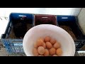 chicken egg collecting