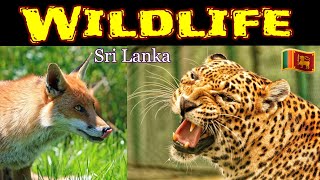 Wildlife Of Sri Lanka | Amazing Animals In Forest | ශ්‍රී ලංකාවේ වන සතුන් | Leopard Birds and Whales