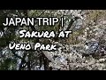 JAPAN TRIP | Menikmati Bunga Sakura Pertama Kali di Ueno Park, Tokyo... Bikin Takjub...!