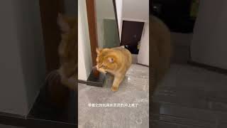 【金三柜】拖拉机小猫2.0版本,带着玩具一起上楼了~ #金三柜  #萌宠大舞台有胆你就来