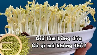 #140 cách làm giá đỗ bằng đĩa không cần tưới nước - thân mập, ít rễ | grow bean sprouts