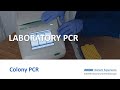 Colony PCR Laboratory: Using PCR to amplify the rfp gene