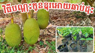 វិធីបណ្តុះកូនខ្នុរអោយឆាប់ដុះ/How to grow jackfruite from seeding