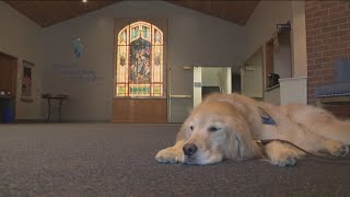 Spokane golden retriever deployed to California to comfort those impacted by wildfires