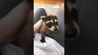 A kind man saved a small raccoon and gave it a new life #animalshorts #shortvideo