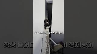 쿵이 있는곳에는 항상 짝이가 있다 #길고양이 #단짝