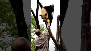 打死不下班🤣,暖心的奶爸❤,幸福的熊猫幼崽 | Panda does not want to get off work  #汪佳崽 #熊猫避雨 #熊猫爬树 #babypanda