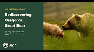 Rediscovering Oregon’s Great Bear