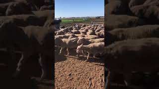 Nyora mayfield ewes