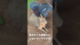 オウギバトとマーラです。3分ぐらいこの状態でした笑