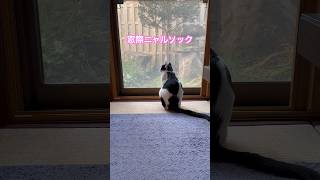 ネコと子ネコとおじさん　今日は1人で窓際ニャルソック　#shorts #cat #cats #ねこ #猫 #ねこのいる生活 #保護猫 #猫のいる暮らし #猫動画