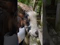 溶けそうになりながらおねだりするヤギ【六甲山牧場】過去映像 マナ王じいちゃん在りし日の姿 funny goat shorts