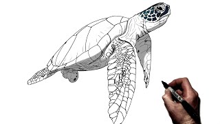 How To Draw A Sea Turtle | Step By Step