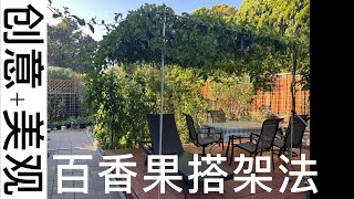 【120 果树】百香果神仙颜值搭架法/Creative trellis for Passion fruit plant