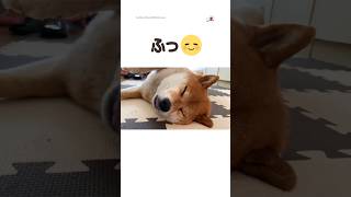 思わず微笑んじゃう柴犬の寝顔☺️｜PECO