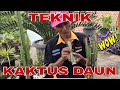 Cara perbanyak Kaktus Daun !! PART 1