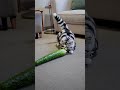 this cat thinks cucumber is the best toy 😺🥒 catlife