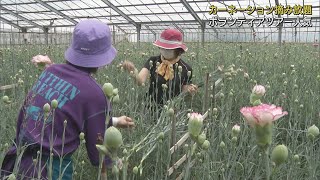 母の日の出荷が終わり…カーネーションの摘み取り体験ツアーが人気　お礼は切り花　静岡・河津町