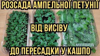 Як добитися 100 % сходів ампельної петунії