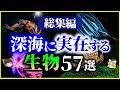 【ゆっくり解説】【総集編】「深海」に実在するヤバい生物57選を解説【睡眠用】【作業用】