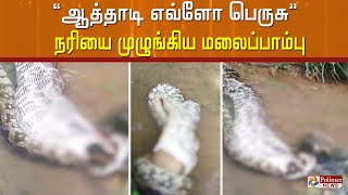 ஆத்தாடி எவ்ளோ பெருசு .. நரியை முழுங்கிய மலைப்பாம்பு..! Snake | Fox | Kerala | Viral Video