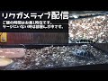 リクガメ部屋ライブ映像配信 hermann s tortoise room live camera2021.2.17