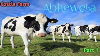 Cow farming 😱🐄 Save animals | Abewela farm Nuwara Eliya -Everyonebro