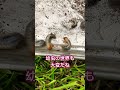 【コガネムシ幼虫】17匹が１つのプランターに‥