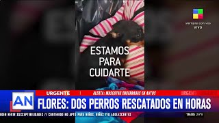 🚨OTRO PERRO ABANDONADO EN UN AUTO EN FLORES: SE SALVÓ DE MILAGRO