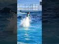 スカイロケットキレッキレ ララgood job shorts 鴨川シーワールド シャチ kamogawaseaworld orca killerwhale