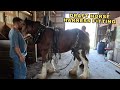 OLIVER’S SHOPPING SPREE! - Rescue Clydesdales Journey Continues!