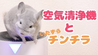 空気清浄機に清浄されるいたずらチンチラAir cleaner and chinchilla