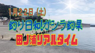 1月22日(土)和歌山釣果【ガシラ釣果】田ノ浦漁港リアルタイム　フィッシングマックス和歌山インター店