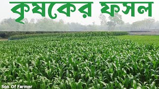 বাংলাদেশের কৃষকের ফসল | Farmer's Crop | Son Of Farmer