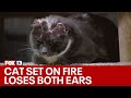 Cat set on fire 'Vinny' loses both ears, now looking for his forever home