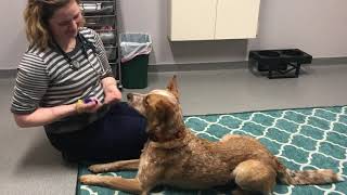 Cooperative Veterinary Care - Trust Building with the Vet