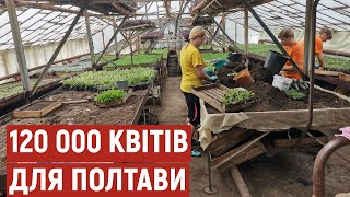 Сальвія, бегонія та петунія: на клумбах Полтави цьогоріч планують висадити понад 120 тисяч квітів