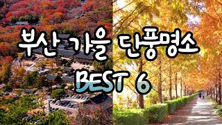 부산 가을단풍여행으로 가볼만한곳 BEST 6