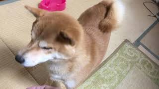 わんぱく大地編：芝犬日誌 サクラと大地#29 ShibaInu diary Japanesedog Sakura and Daichi.