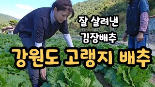 강원도 김장 배추 ~ 고랭지에서 이슬 맞으며 잘 자라고 있습니다~2024.10.02