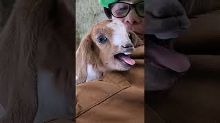 #Vocal baby goat!