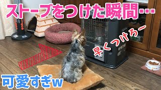 【モーニングルーティン】ストーブの点火を背中で要求する犬→つけた時の反応が可愛すぎるｗ[vlog]【ヨークシャテリアのしんちゃん】