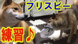 柴犬 フリスビー大好きなんだけど… 【かわいい】Shiba inu Riki and Riko/I love Frisbee