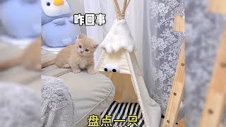 盘点一只奶萌猫咪的搞笑日常#动物 #猫咪 #动物的迷惑行为