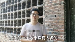 治疗猪顽固性腹泻，一招就见效，养猪新手学习备用