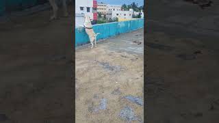 போர் அடிக்குது என்ன பண்றது...#shorts #doglover #shortsfeed #funny #Short Tamil