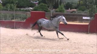 Dark grey Andalusian born 2010