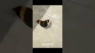 Animal Camouflage 2 💀